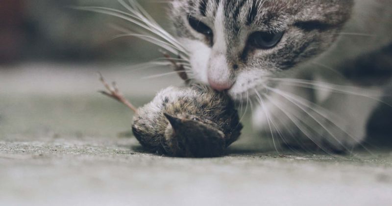 Minnesota woman kept 64 dead cats, numerous malnourished creatures at her animal 'rescue' home