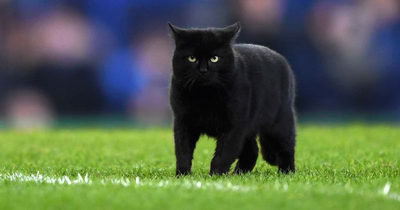 Australia plans to kill 2 million cats by airdropping poisonous sausages, trapping and shooting them