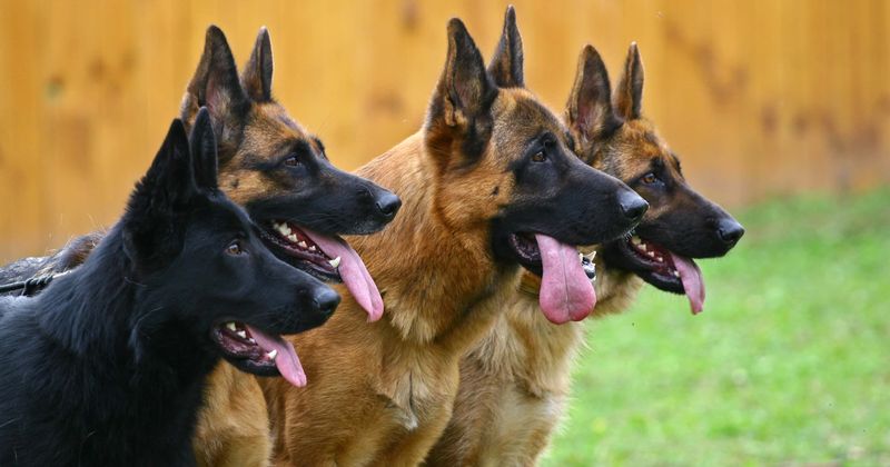 Massachusetts teen mauled to death by dogs he was caring for: 'Things like that should never happen to anybody'