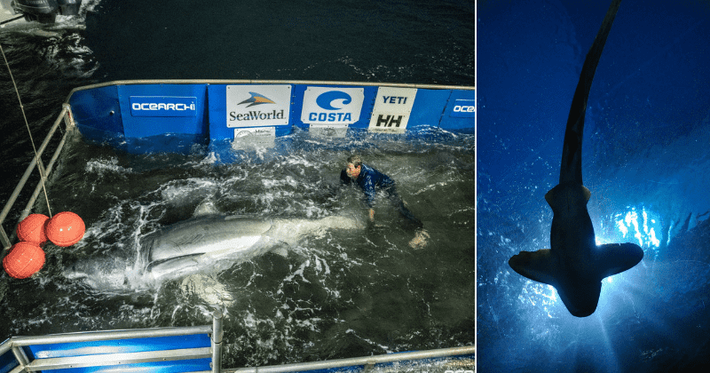 LUNA LANDING: 15-foot Great White Shark weighing over 2,100 pounds heading towards Outer Banks in North Carolina