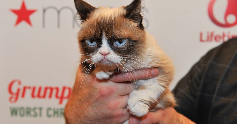 Internet sensation Grumpy Cat dies at age 7 and netizens mourn: 'Her spirit will live through her fans'