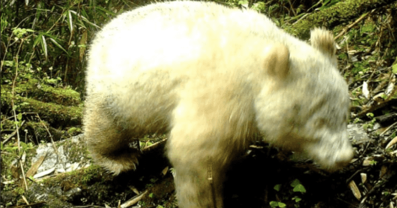 Rare giant albino panda caught on camera for the first time ever, scientists say