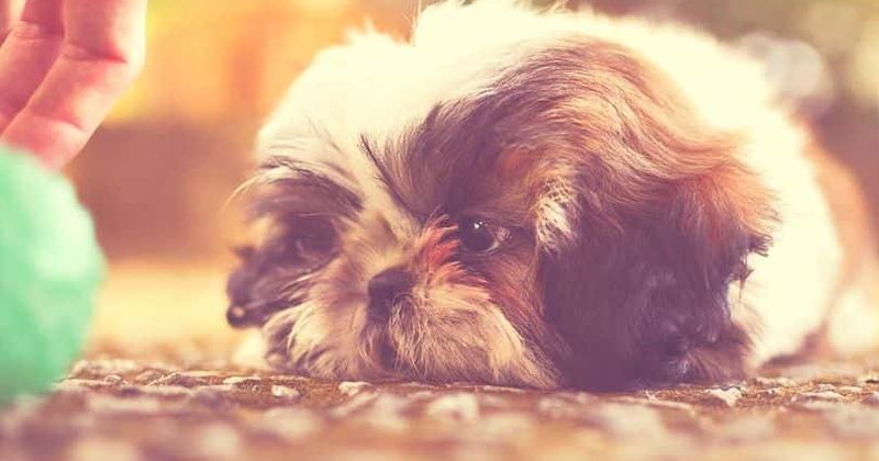 140 sick, starving dogs rescued from mansion in California, police say 'the smell was unbearable'