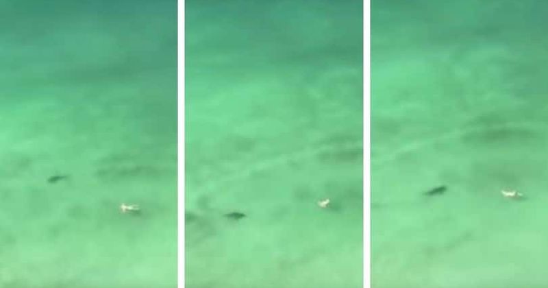 Frightening video shows woman swimming 'directly over' a shark off Florida beach unaware of the predator below her