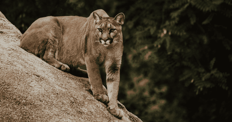 Cougar attacks four-year-old boy in Washington Park before it was tracked and killed