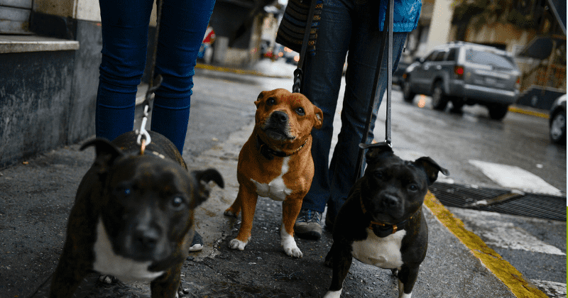 If you are always stressed, your dog might catch it too, says study