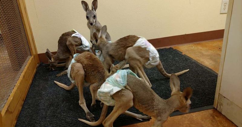 US vet puts up pet kangaroos in nappies for sale online for $5000, gets slammed by furious animal rights groups
