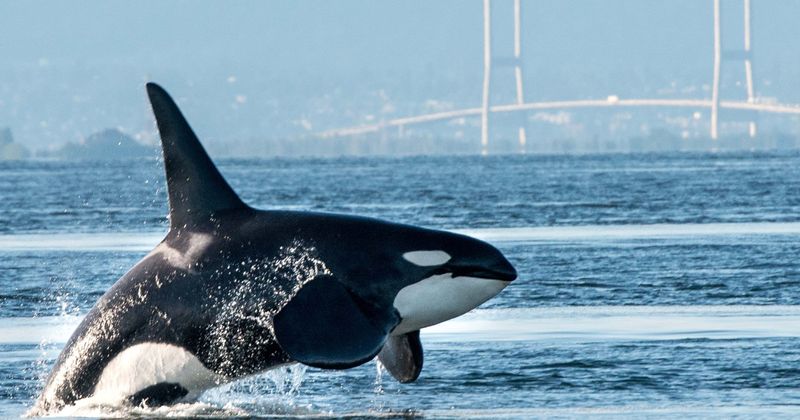 Canada passes 'Free Willy' bill; outlaws whale, dolphin captivity and breeding