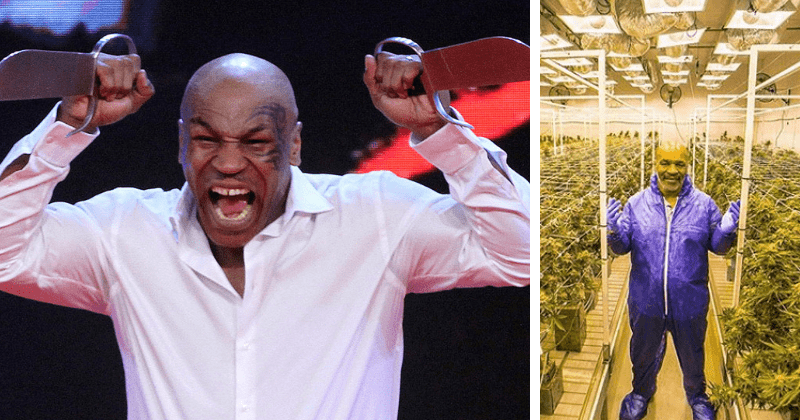 "Marijuana made me mellow": Mike Tyson opens up about his pot-themed resort, and why he's no longer "cranky"