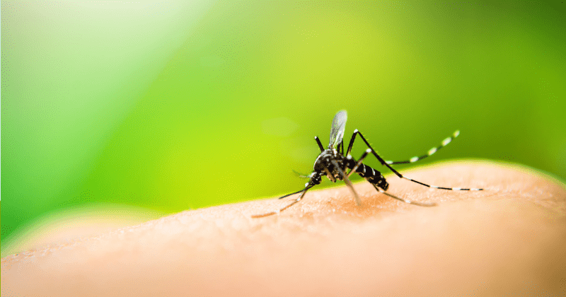 Researchers move closer to Malaria vaccine that could finally stop disease that kills nearly half a million every year