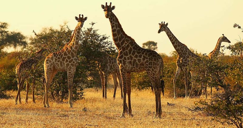 Award-winning filmmaker dies after being headbutted by giraffe during filming