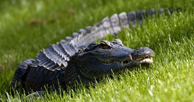 Florida mom and her two kids die after their car hits a 9-foot alligator on Southern Carolina highway