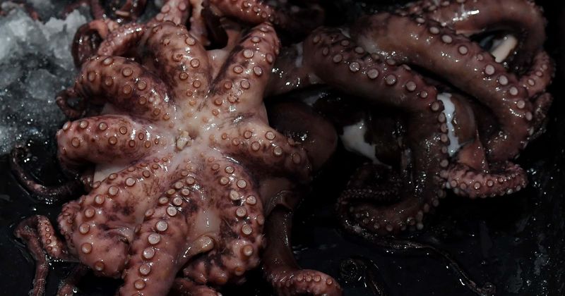 Living with extraterrestrials: Scientists suggest octopuses may be aliens in new research paper