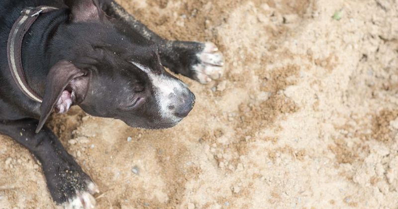 Terrifying video footage shows four-year-old boy attacked and bitten by a pit bull