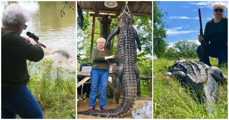 73-yr-old grandma kills 12-ft, 580-pound alligator with single shot after it eats her miniature horse