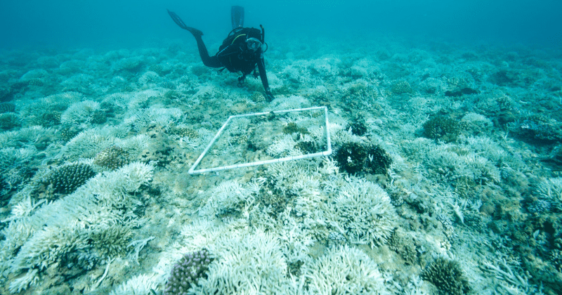 Climate change: Extreme ocean heatwaves are destroying coral at an alarming rate, shocking new data reveals