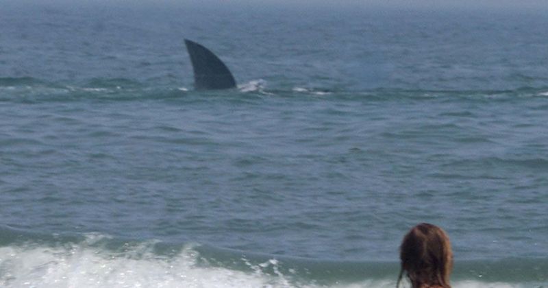 Great white shark terrifies tourists as hunt turns sea red with blood