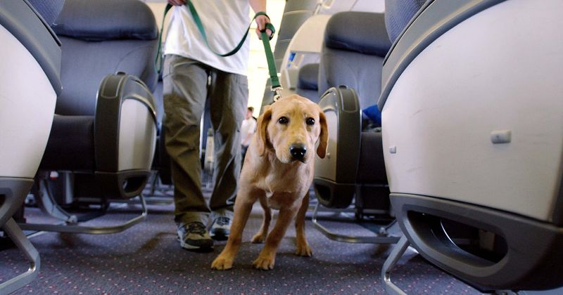 9/11 guide dog saved blind owner, 30 others by leading them down 80 floors and away from the Twin Towers