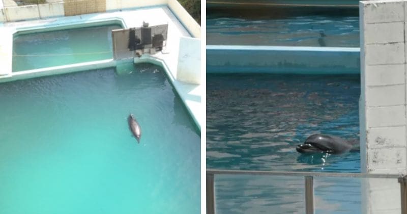 Lonely dolphin in abandoned aquarium in Japan will break your heart