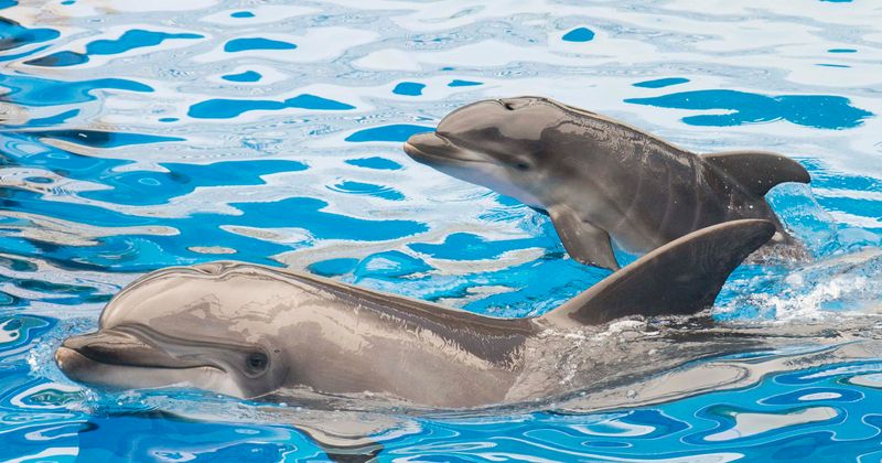 Instagram influencer slammed for chopping up baby dolphin before frying and eating it says it was just a prank
