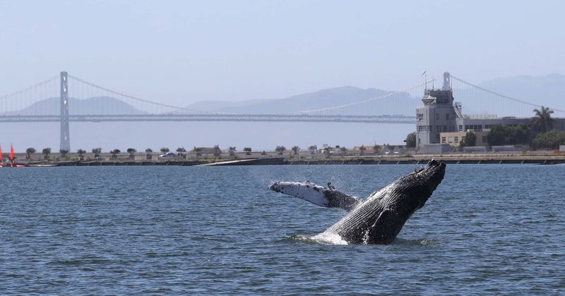 32ft humpback whale that was spotted in River Thames died after being struck by ship, say experts