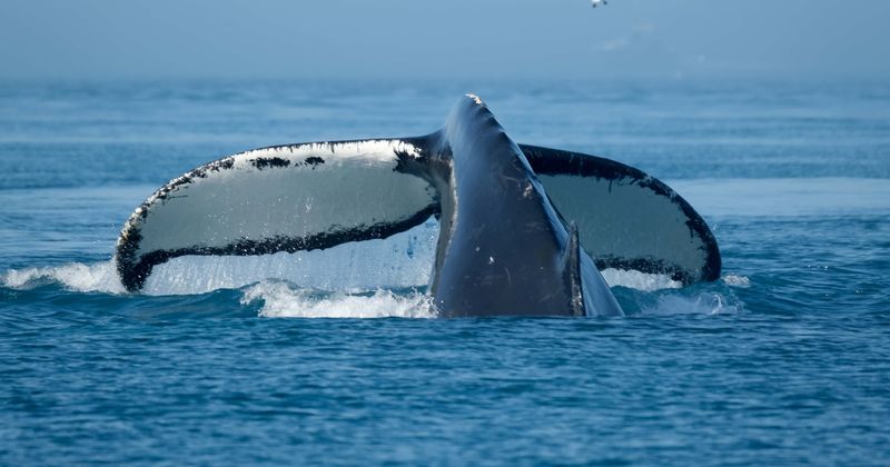 Whales off California coast were 'going nuts' after 4.7-magnitude earthquake struck along San Andreas fault