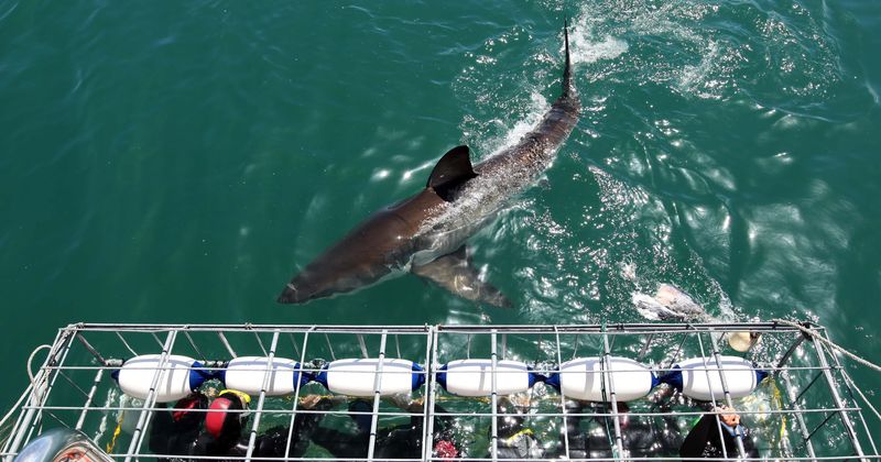 13-foot great white shark found with bite marks from even bigger predator perhaps sustained during 'violent mating'