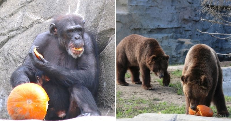 Halloween came early for animals at this Michigan zoo after they were all given pumpkins