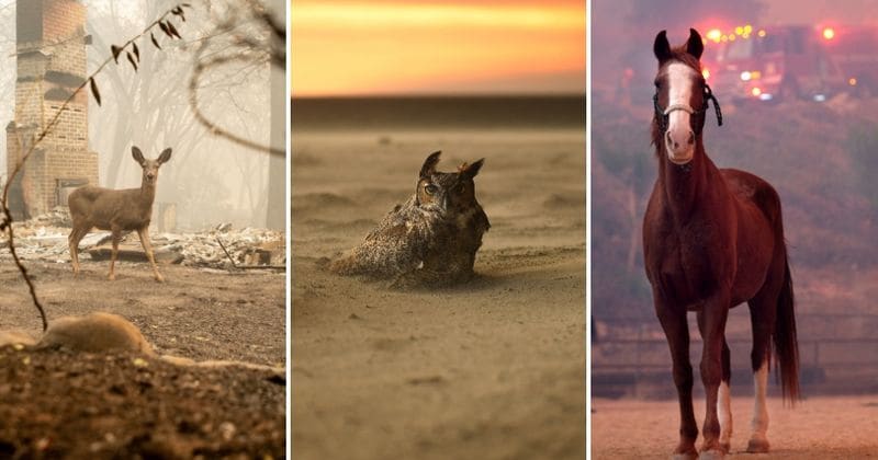 Heartbreaking: Helpless farm animals, pets and wildlife bear the brunt of California wildfires