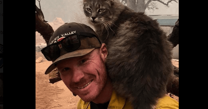 California firefighter rescues cat from wildfire, now she won't leave his side