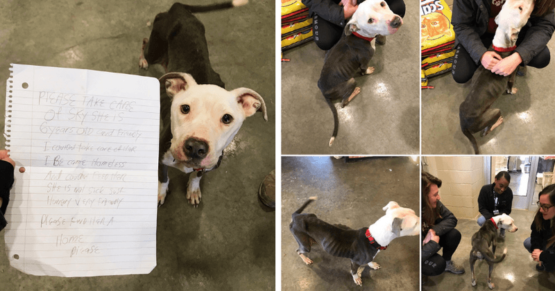 Homeless owner writes heartbreaking letter while abandoning beloved dog at animal shelter