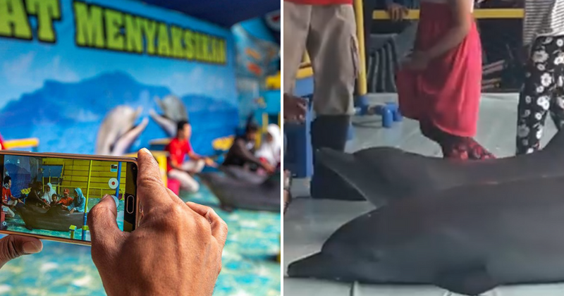 Circus forces dolphins to stay out of water, lie on dry plastic sheets so visitors can take selfies