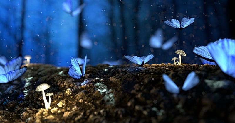 Terminally ill patients to be given magic mushroom compound psilocybin to 'ease their fear of death'