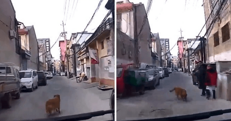 Golden Retriever saves owner's life after leading ambulance down narrow alleys to where he collapsed