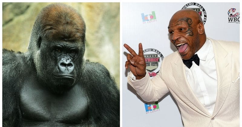 "I wanted to smash his snotbox": Mike Tyson reveals he once offered $10,000 to fight gorilla at a New York zoo