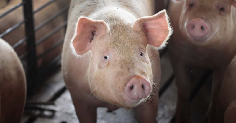 Vegetarian woman falls in love with meat after having burger, starts her own 'ethical' pig farming company