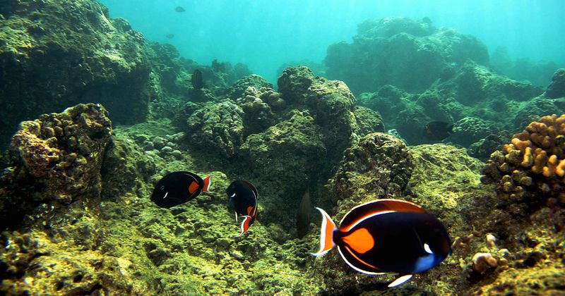 Dying coral reefs can be revived by playing sounds of healthy reefs on underwater loudspeakers to attract fish