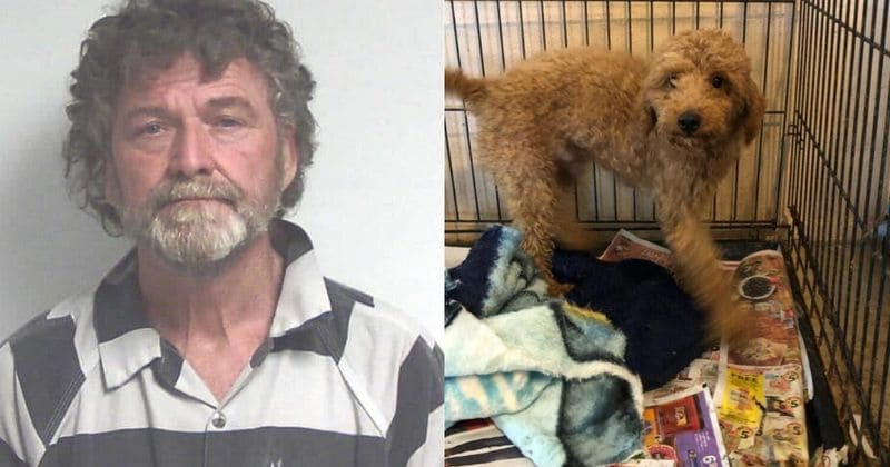 Georgia puppy mill operator arrested after more than 700 dogs were found housed in tiny crates stacked one on top of the other