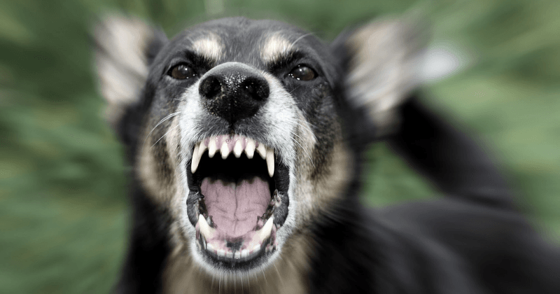 12-year-old boy in coma after he was viciously attacked by six dogs while riding his bike in Mississippi