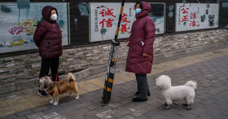 Coronavirus: First dog to catch deadly disease dies just days after being declared disease-free in Hong Kong