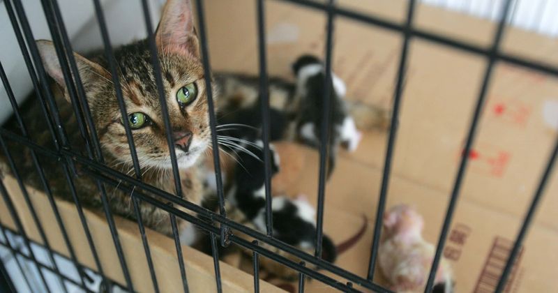 Pregnant cat survived 40 days alone and delivered kittens after owners were hospitalized due to coronavirus