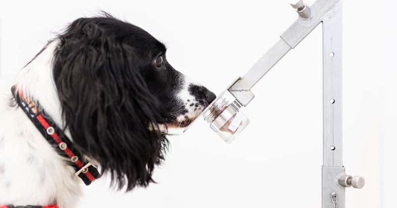 Coronavirus pandemic: Can dogs sniff out the disease? A UK team is exploring the possibility