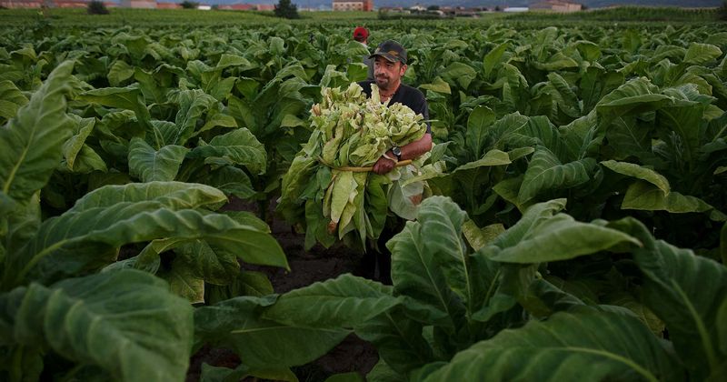 Tobacco firm Philip Morris faces backlash over 'coronavirus publicity stunt' after it donates ventilators