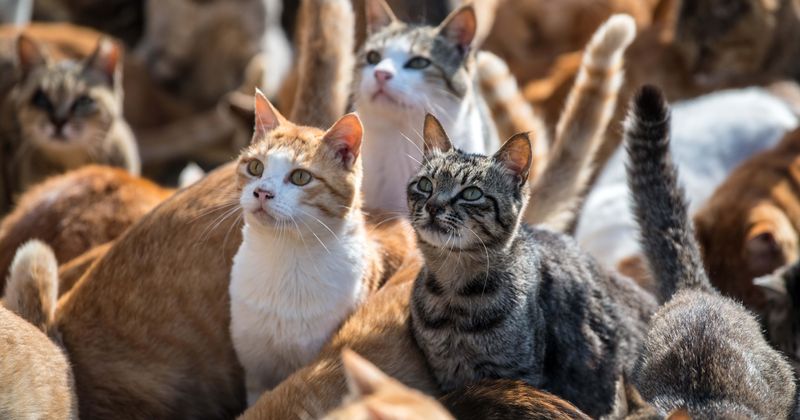 Cat allergies could soon be a thing of the past as Virginia company develops new gene-editing injection