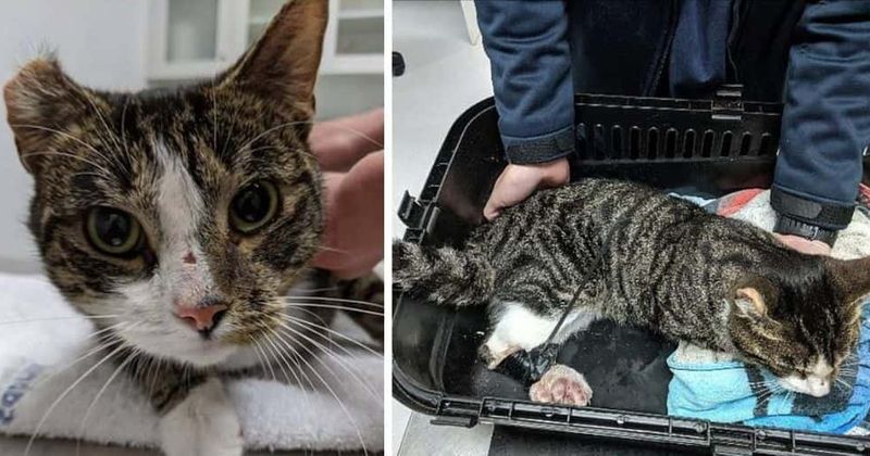 Cat with legs taped and cable-tied together dumped in park and left for dead in horrific act of animal cruelty