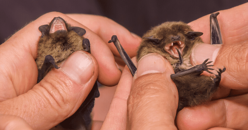 Scientists want funding for bat-coronavirus study resumed, call US political interference dangerous precedent