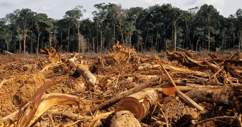 Rampant deforestation in Amazon rainforest could spark next coronavirus-type pandemic, warns scientist