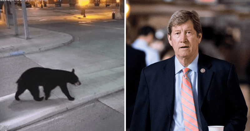 'It's called animal control': Jason Lewis slammed after snarky comment asking 'social workers' to handle black bear