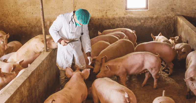 A new pandemic? Swine influenza virus seen in China could go global, experts call for urgent steps to control it