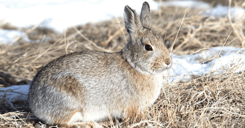 What is ‘bunny ebola?’ All you need to know about the deadly and contagious virus that's killing rabbits in US